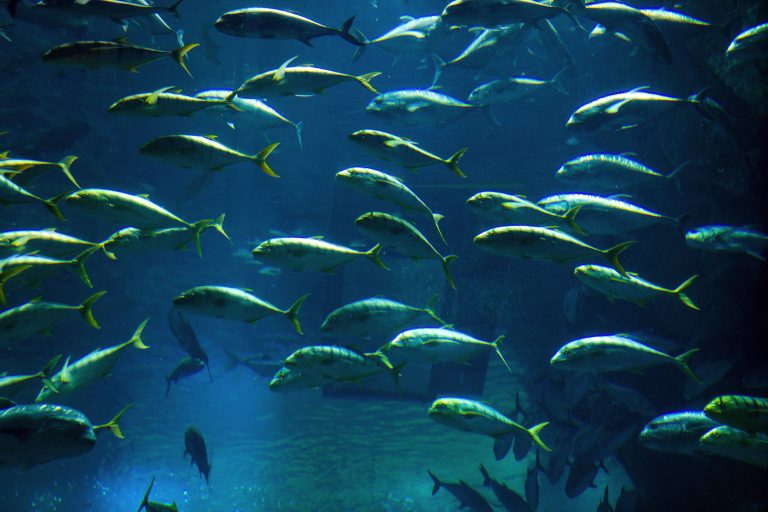 Dubai – Xứ sở hoang đường (phần 3)