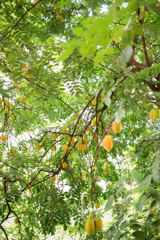 mảng xanh giữa thị thành