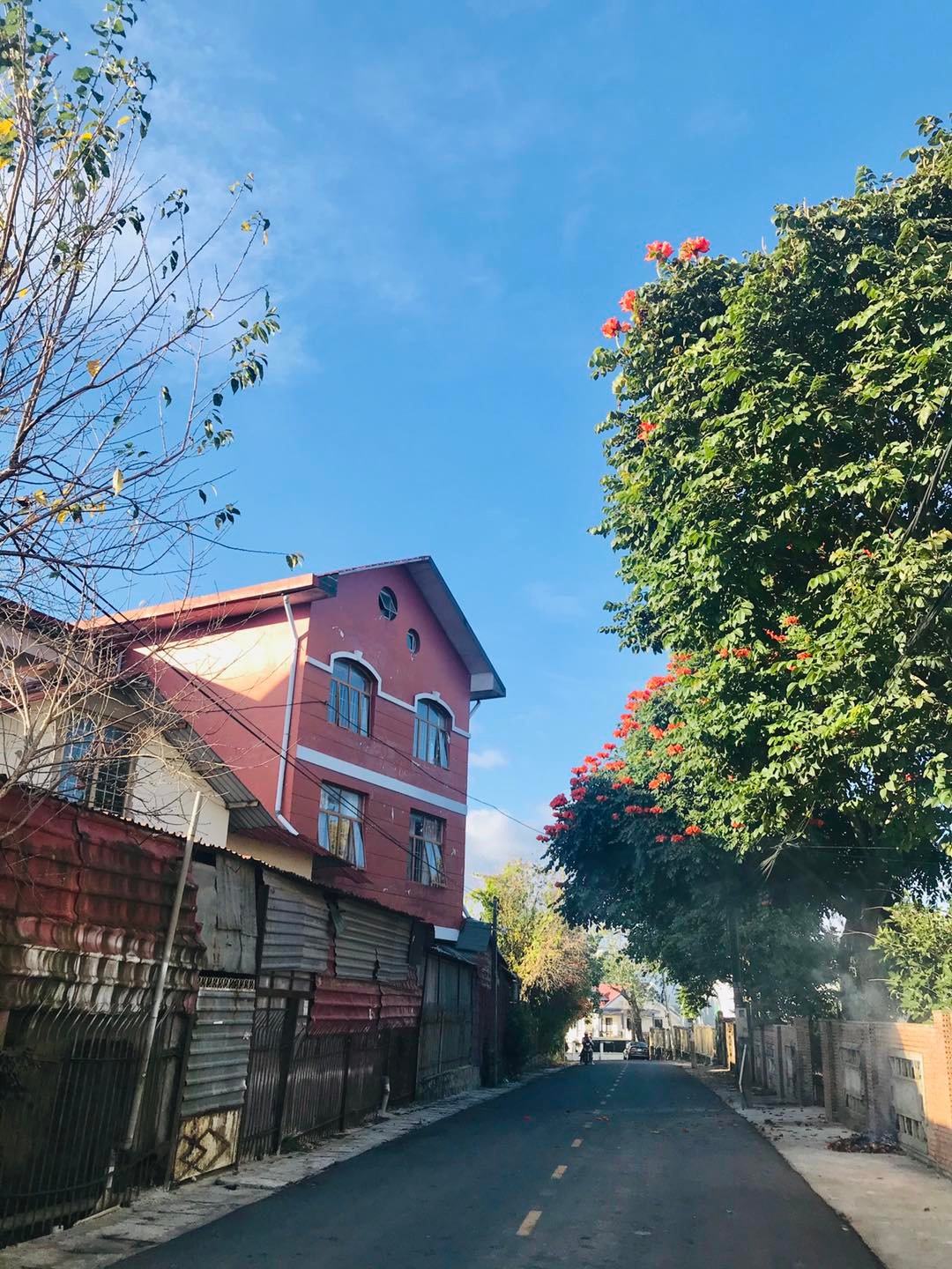 cánh chim tự do
