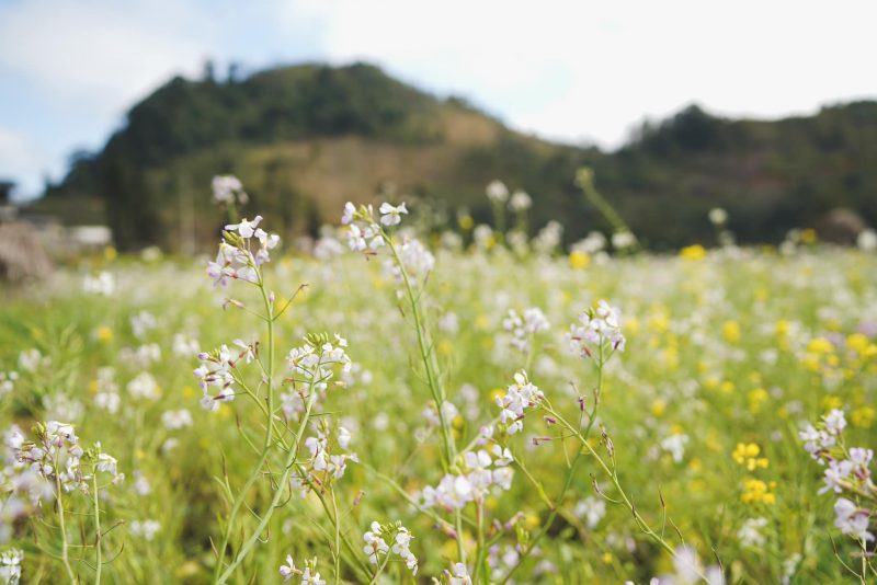 Ngày nắng trong, chân thèm mong đi lạc